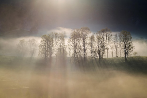 Luce del sole che filtra tra gli alberi nella foresta durante una giornata nebbiosa con cielo sullo sfondo