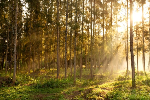 luce del sole che irrompe tra gli alberi e i raggi di luce