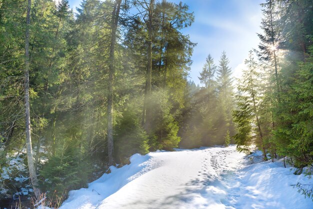 Luce del sole nella foresta invernale con neve fresca bianca e pini