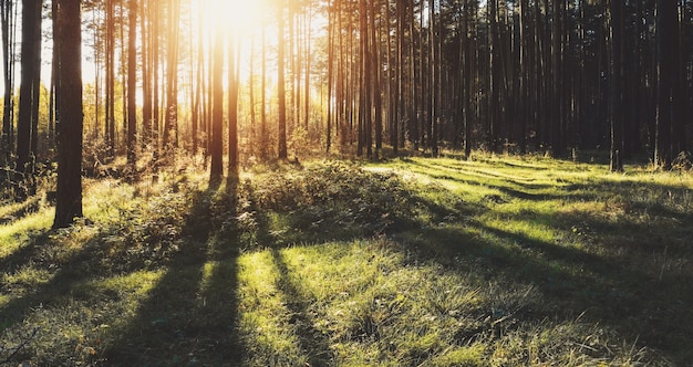 Luce del sole serale nella foresta, lunghe ombre sull'erba verde