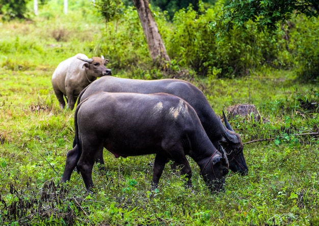 Luce di erba e pascolo di Buffalo in piedi nella mattina