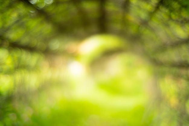 Luce di fuori fuoco, sfondo sfocato. Bokeh di linea di piombo.