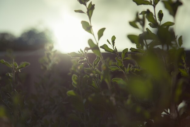 luce di sfondo verde