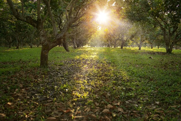 Luce dorata dell'ora nella foresta verde, nel fuoco selettivo e nella composizione molto bassa in profondità di campo.