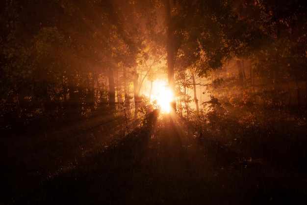 Luce intensa attraverso rami con foglie nella foresta