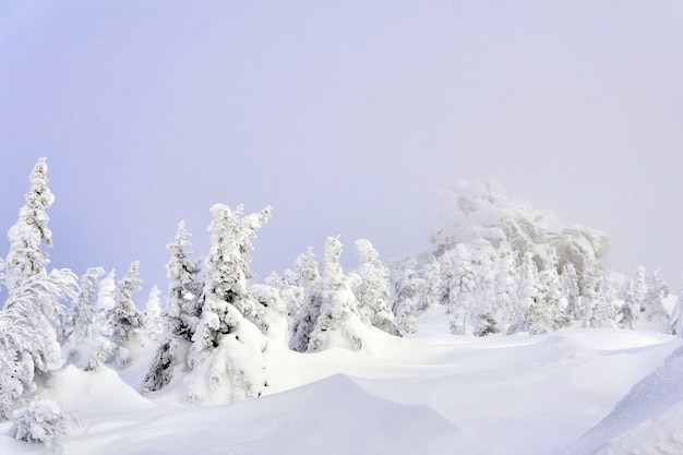Luce nebbiosa paesaggio montano invernale con conifere innevate e una roccia in lontananza