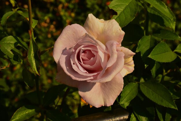 Luce rilassante sulla rosa rosa