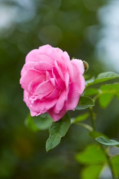 Luce rosa delle rose nella mattina