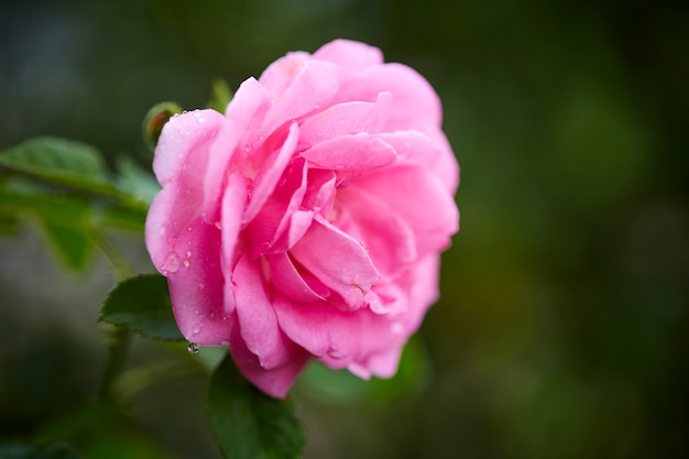 Luce rosa delle rose nella mattina