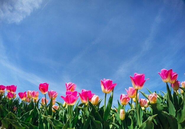 Luce solare attraverso il campo di tulipani rossi. Mondo della bellezza. Europa