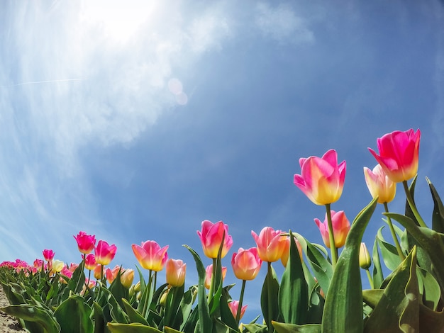 Luce solare attraverso il campo di tulipani rossi. Mondo della bellezza. Olanda