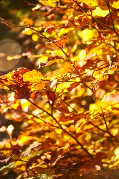 Luce solare calda attraverso le foglie d'oro Foresta nei Carpazi Ucraina Sentieri per passeggiate ed escursioni nella cresta Borzhava Area rurale dei Carpazi in autunno