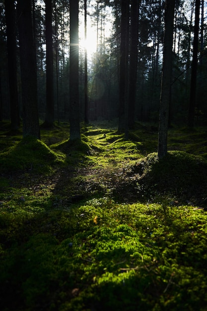 Luce solare che scorre attraverso una foresta di pini