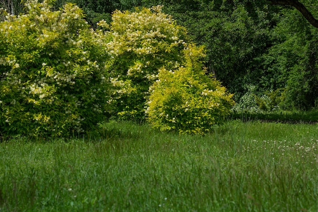 Luce solare del giardino al mattino primavera nel giardino