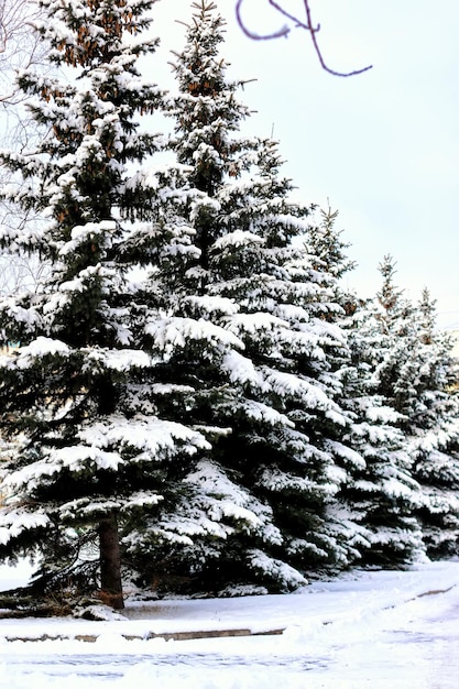 Luce solare della neve dell'albero di abete di inverno