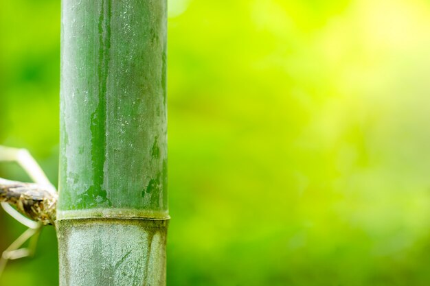 Luce solare di bambù e di mattina nella foresta. Sfondo verde natura liscia.