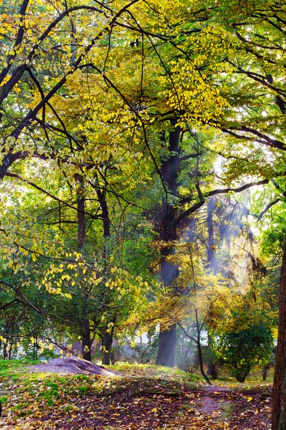 Luce solare nella foresta verde, tempo di primavera