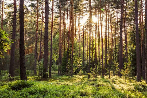 Luce solare sugli alberi in una pineta al tramonto