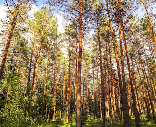 Luce solare sugli alberi in una pineta al tramonto