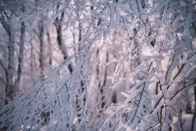 Luce solare sul ramo di un albero innevato