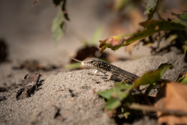 Lucertola che fa capolino dal nascondiglio, fauna selvatica incredibile