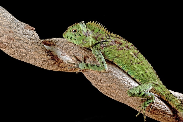 Lucertola del drago della foresta nella priorità bassa nera