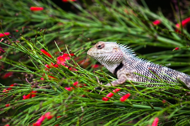 Lucertola del giardino o anche conosciuta come lucertola orientale della pianta sul ramo di una pianta