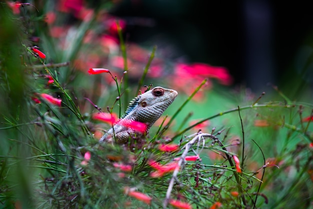 Lucertola del giardino o anche conosciuta come lucertola orientale della pianta sul ramo di una pianta