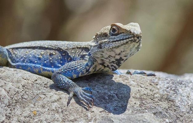 lucertola di roccia agama del Kashmir Laudakia tuberculata con le gambe e i fianchi blu che prendono il sole su una parete in un bidone