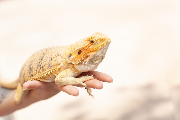 Lucertola iguana colorata brillante gialla che tiene sulla mano