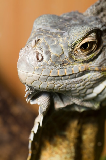 Lucertola Iguana