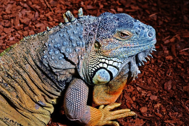 Lucertola Iguana