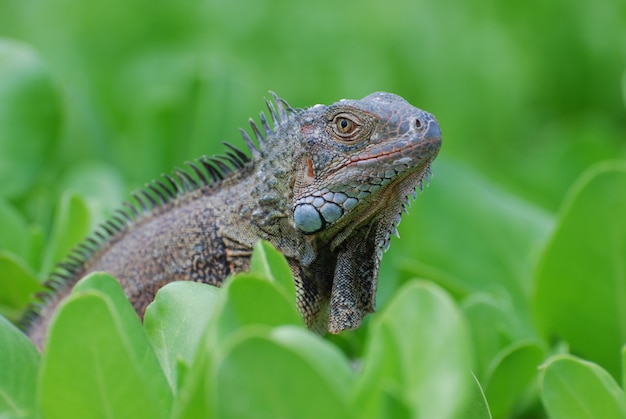 Lucertola marrone che esce da un arbusto verde.