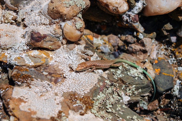 Lucertola marrone con una coda verde che si siede sulle rocce