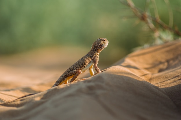 Lucertola nel deserto sulla sabbia gialla. Rettile nel deserto