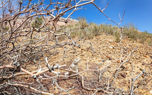 Lucertola nel deserto