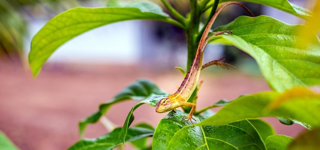 Lucertola orientale del giardino sull'albero di avocado Calotes orientali della lucertola del giardino