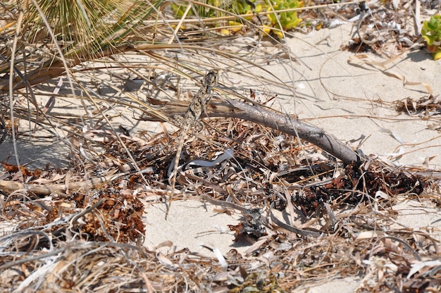 Lucertola su una pianta sulla spiaggia