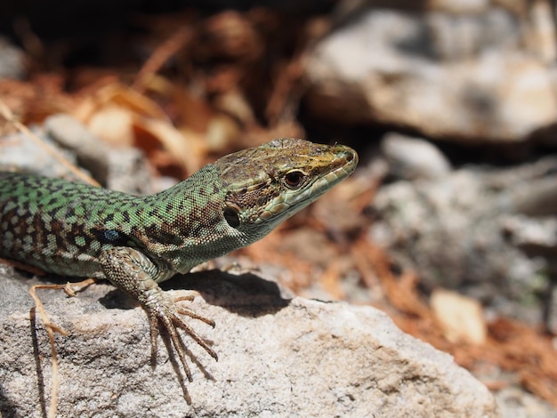 Lucertola sulla roccia