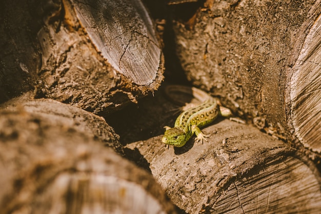 Lucertola verde in legno