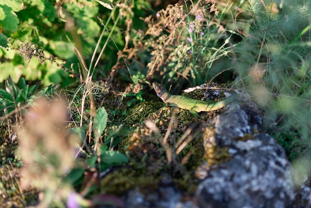 Lucertola verde su una pietra in estate