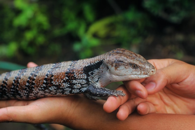 Lucertole bluetongue o semplicemente bluetongue o bluey in Australia serpente con le gambe in Nuova Guinea