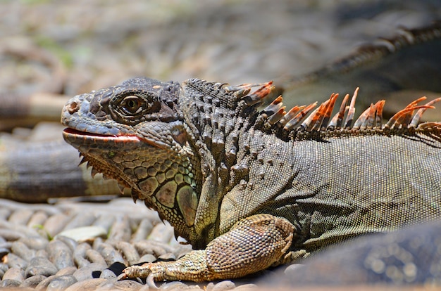 Lucertole iguane sulle rocce nella foresta pluviale.