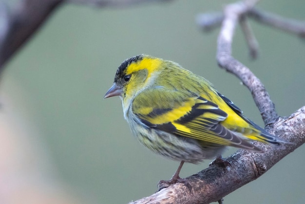 Lucherino eurasiatico Carduelis spinus Malaga Spagna