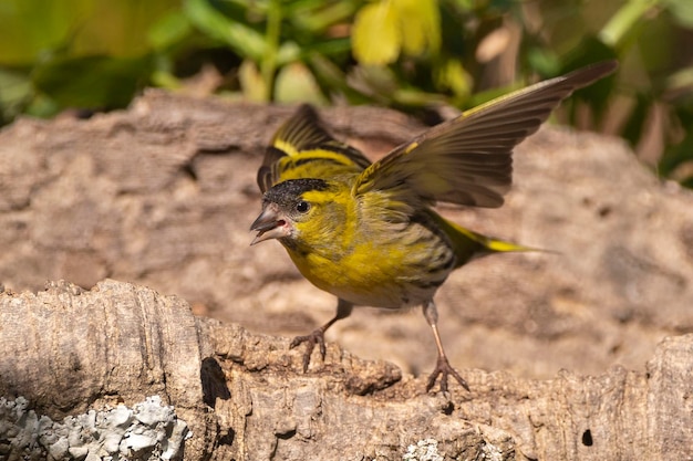 Lucherino eurasiatico Carduelis spinus Malaga Spagna