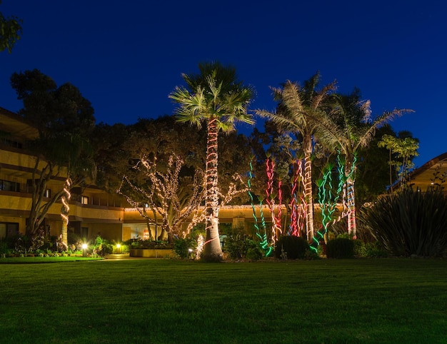 Luci di Natale sulle palme