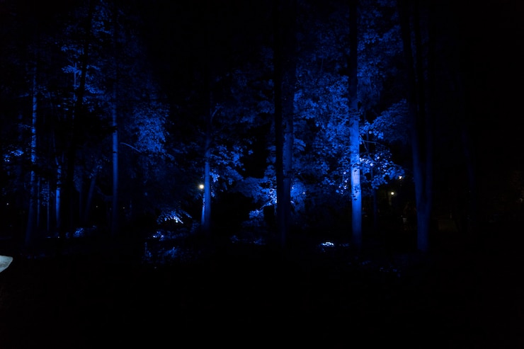 Foto luci illuminate nella foresta di notte