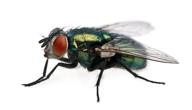 Lucilia Cesare, Blow-Fly,