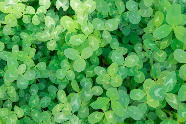 Lucky Irish Quadrifoglio nel campo Natura sfondo verde