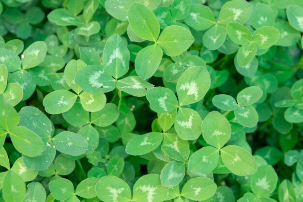 Lucky Irish Quadrifoglio nel campo Natura sfondo verde